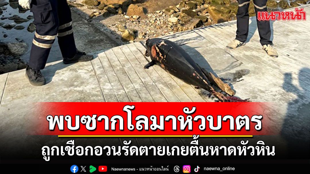 เศร้า! พบซากโลมาหัวบาตรถูกเชือกอวนรัดหางตายเกยตื้นหาดหัวหิน