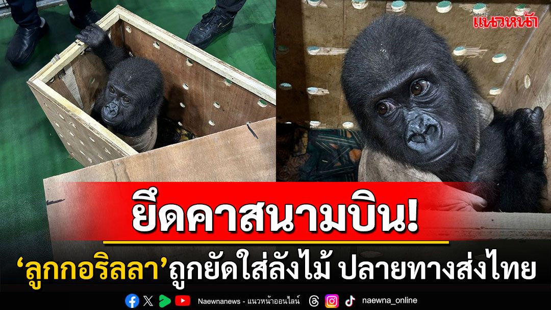 ใบสั่งใคร! 'ลูกกอริลลา'ใกล้สูญพันธุ์ถูกยึดคาสนามบินอิสตันบูล พบกำลังถูกส่งมาที่กรุงเทพฯ