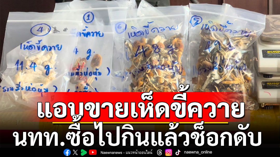 บุกจับร้านดังเชียงใหม่ แอบขาย เห็ดขี้ควาย หลังนทท.ซื้อไปกินแล้วช็อกดับ