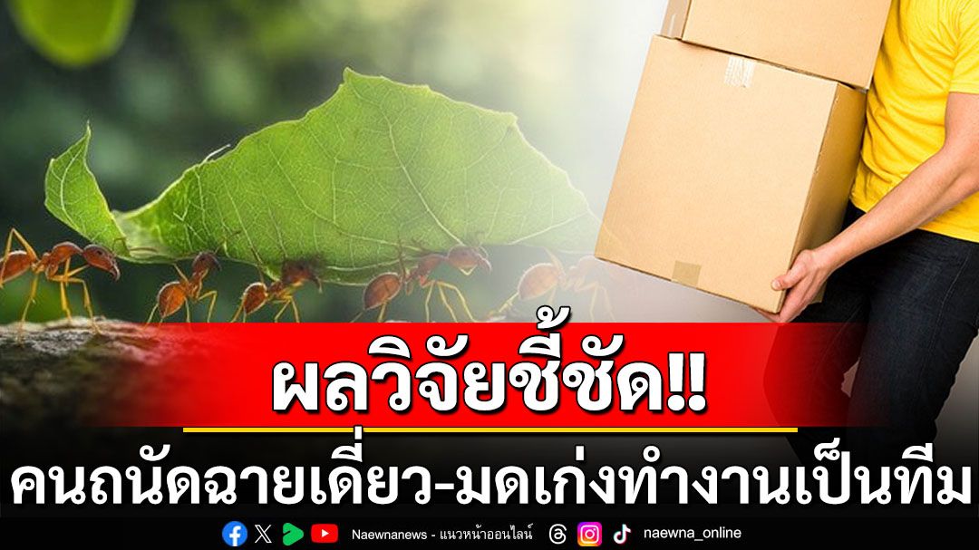 ผลวิจัยพบ‘คน’ถนัดฉายเดี่ยว ส่วน‘มด’ทำงานเป็นทีมเก่งกว่า