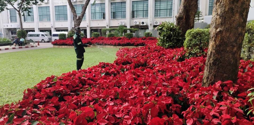 เปิดเช็คอินถ่ายรูปทุ่งดอกไม้สุดอลังการ