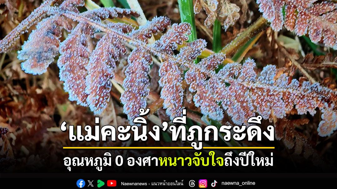 อุณหภูมิ 0 องศา! 'แม่คะนิ้ง'โผล่วันแรก 'ภูกระดึง'หนาวจับใจถึงปีใหม่