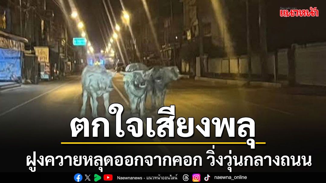 ฝูงควายตกใจเสียงพลุ วิ่งหนีหลุดออกจากคอก ตำรวจ-กู้ภัยไล่จับวุ่นกลางถนน