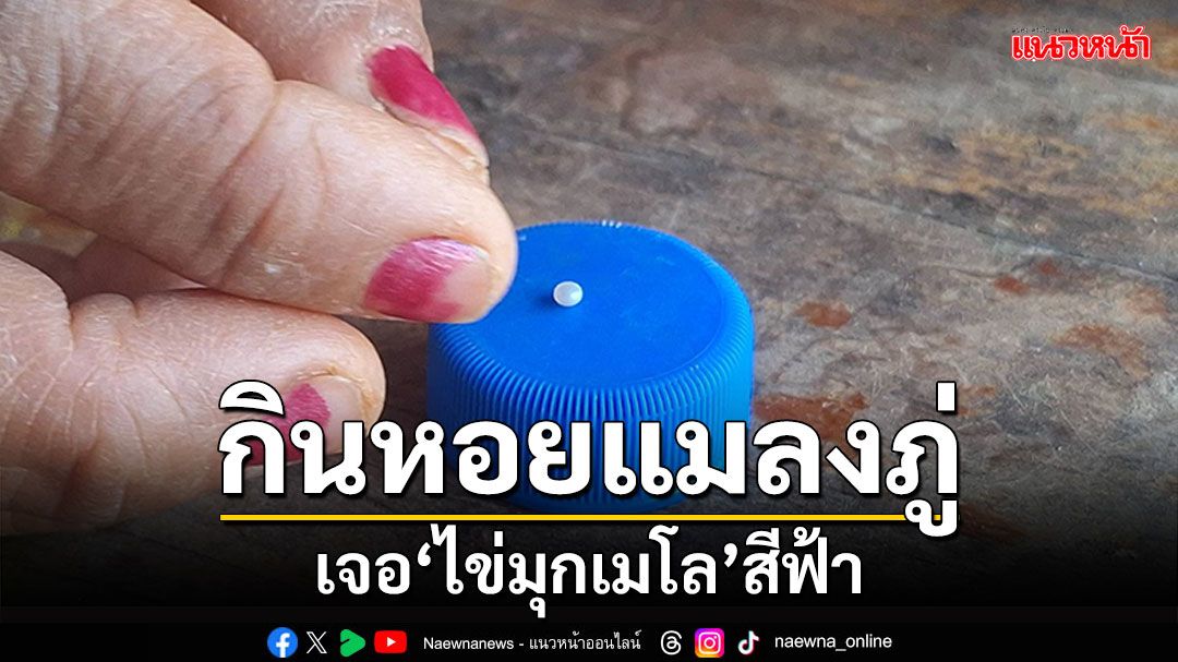 ป้าช็อก! เคี้ยวหอยแมลงภู่เจอ'ไข่มุกเมโล' แสงสีฟ้าระยิบระยับ