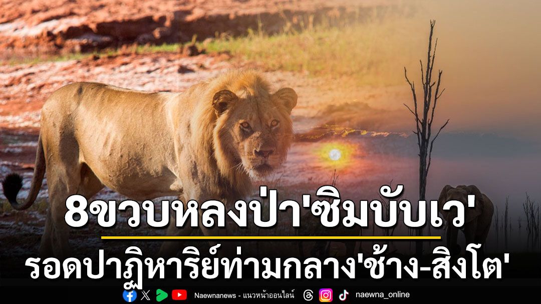 ปาฏิหาริย์อันเหลือเชื่อ! เด็ก8ขวบหลงป่าใน‘ซิมบับเว’ อยู่รอดท่ามกลาง‘ช้าง-สิงโต’