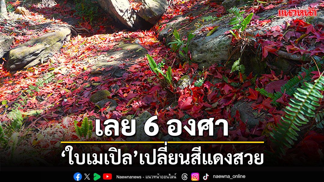 เลยหนาว 6 องศา 'ใบเมเปิล'เปลี่ยนสีแดงสวย