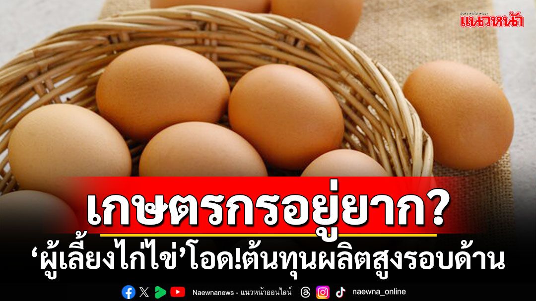 เกษตรกรอยู่ยาก? ‘ผู้เลี้ยงไก่ไข่’โอด!ต้นทุนผลิตสูงรอบด้าน