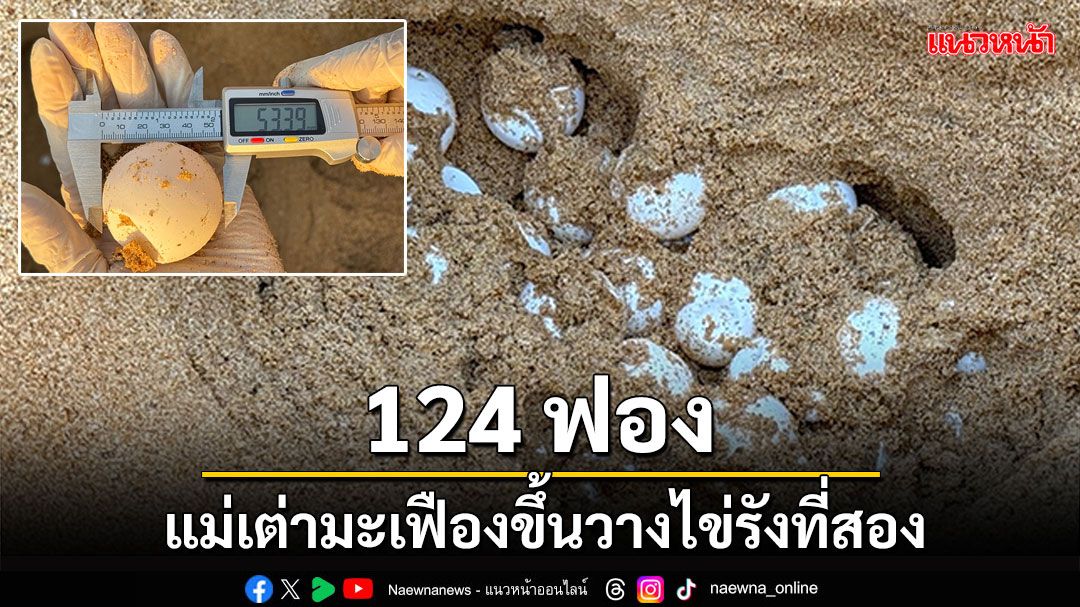 ตามมาติดๆ! แม่เต่ามะเฟืองขึ้นวางไข่รังที่สอง 124 ฟอง ที่หาดทุ่งดาบ