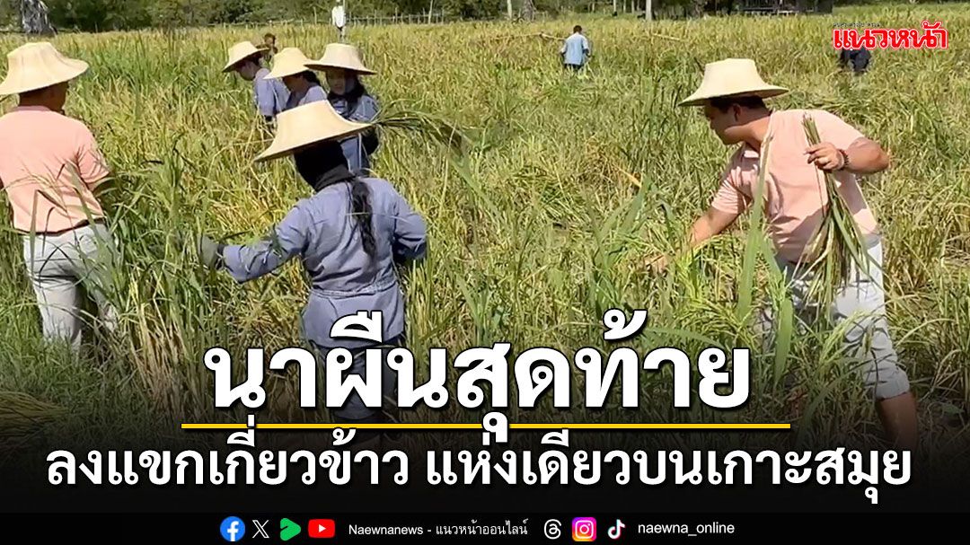 ภาพหาดูยาก!!!! ร่วมลงแขกเกี่ยวข้าว นาผืนสุดท้ายแห่งเดียวบนเกาะสมุย