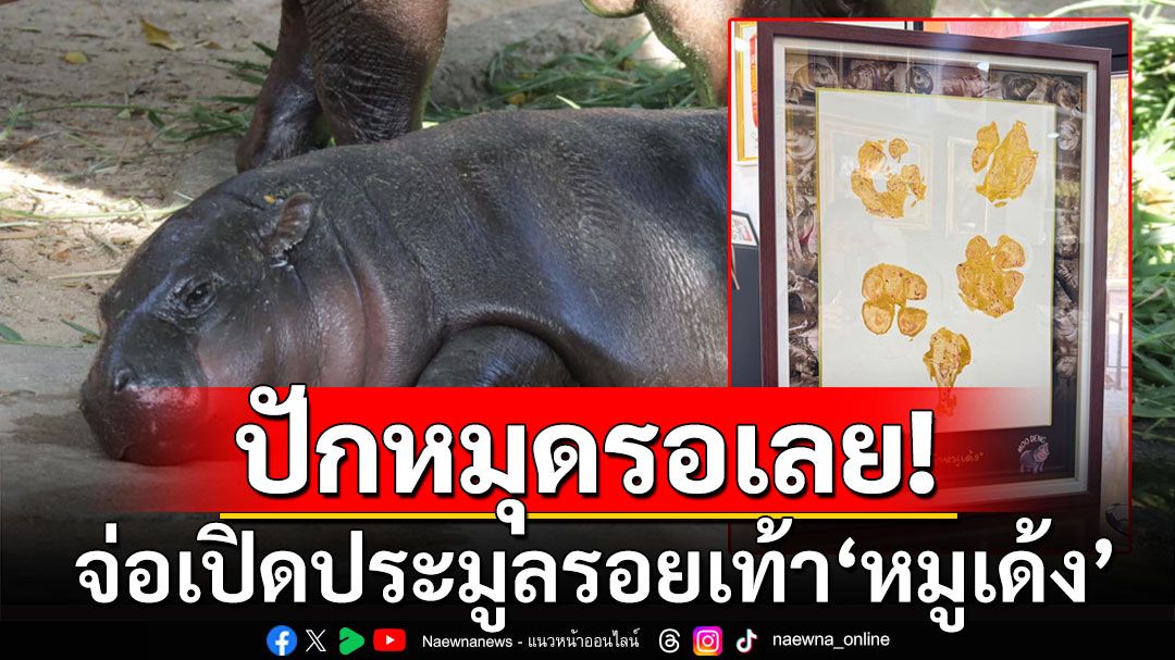 ปักหมุดรอเลย! เปิดประมูลรอยเท้า ‘หมูเด้ง’ มีชิ้นเดียวในโลก