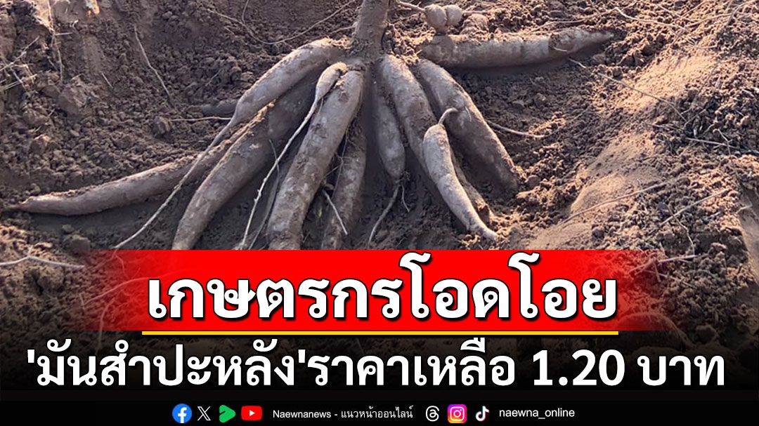 เกษตรกรโอดโอย! จะอยู่กันได้ยังไง? 'มันสำปะหลัง' ราคาดิ่งเหลือ 1.20 บาท