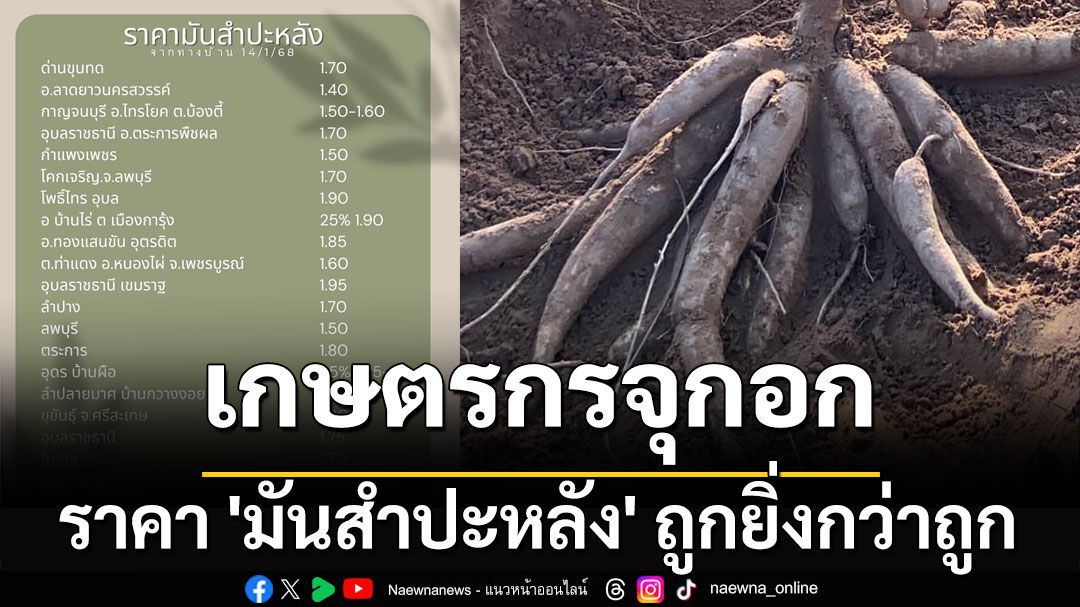 เกษตรกรจุกอก! กางให้เห็นเต็มๆ ราคา 'มันสำปะหลัง' ถูกยิ่งกว่าถูก