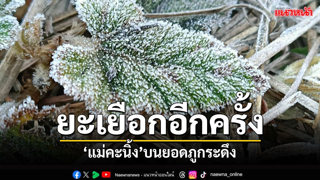 เลยหนาวยะเยือกอีกครั้ง! 'แม่คะนิ้ง'ภูกระดึง อุณหภูมิยอดหญ้า 0 องศาเป็นครั้งที่ 7