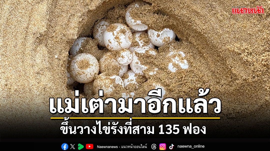 มาอีกแล้ว! แม่เต่ามะเฟืองขึ้นวางไข่รังที่สาม 135 ฟอง ชายหาดทุ่งดาบ