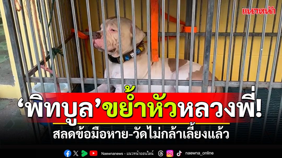 'พิทบูล'ขย้ำหัวหลวงพี่! สลดข้อมือหายมรณภาพคากุฏิ วัดไม่กล้าเลี้ยงแล้ว