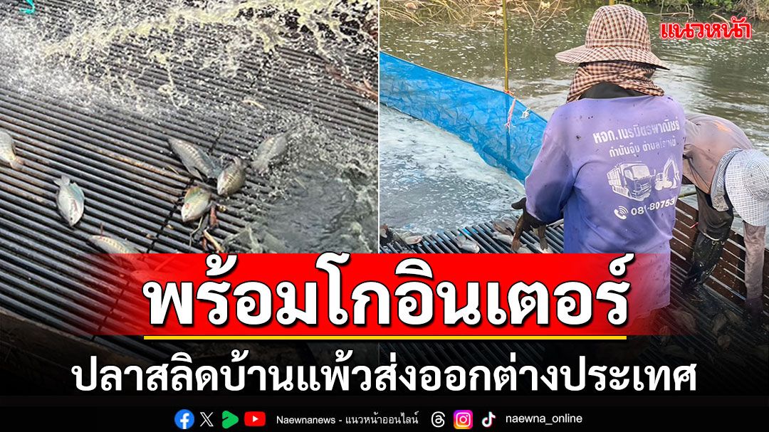 โกอินเตอร์! ผลักดันปลาสลิดบ้านแพ้ว ส่งออกขายต่างประเทศ