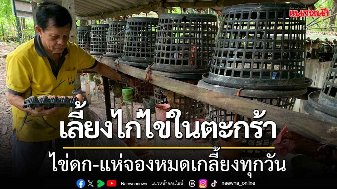 สู้ชีวิต!คุณตาเลี้ยง‘ไก่ในตะกร้า’ไข่ดกแห่จองเกลี้ยง