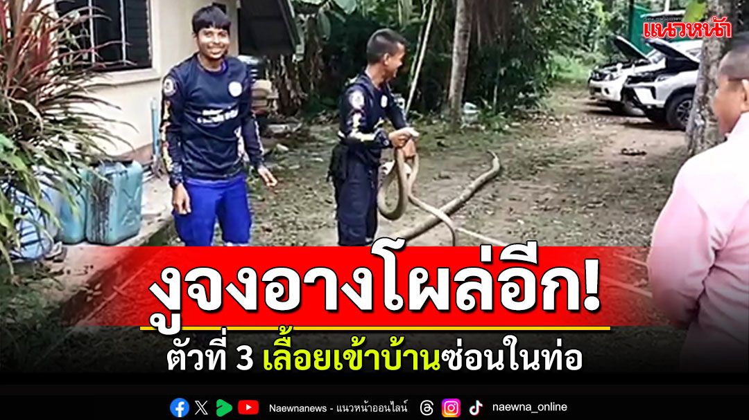 ข่าว Like สาระ - เจออีก! งูจงอางโผล่ตัวที่3 เลื้อยซ่อนในท่อ