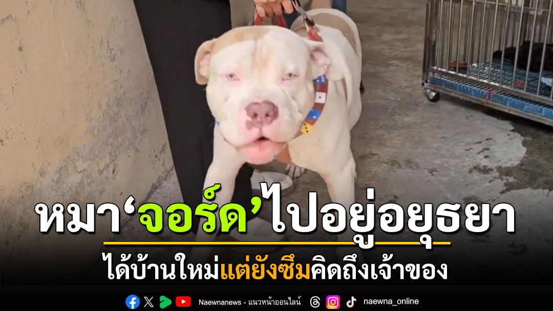 'จอร์ด'ได้บ้านใหม่แล้ว! ไปอยู่อยุธยา น้องยังซึมคาดคิดถึงหลวงพี่