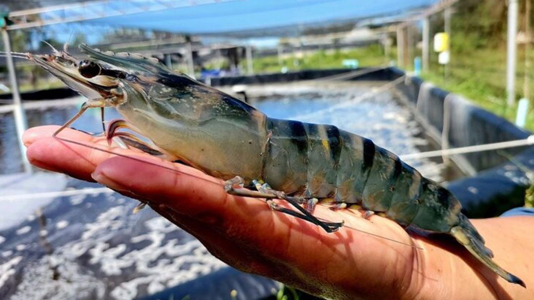 รายงานพิเศษ : สวทช.พัฒนา ‘กุ้งกุลาดำพันธุ์ใหม่’  หวังฟื้นฟูอุตสาหกรรมกุ้งกุลาดำไทย