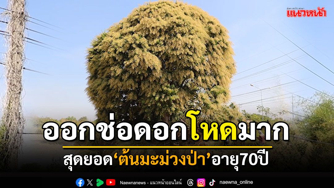 สุดยอด'ต้นมะม่วงป่า'อายุ70ปี ออกช่อดอกโคตรโหด ถ้าออกผลจะกินยังไงไหว