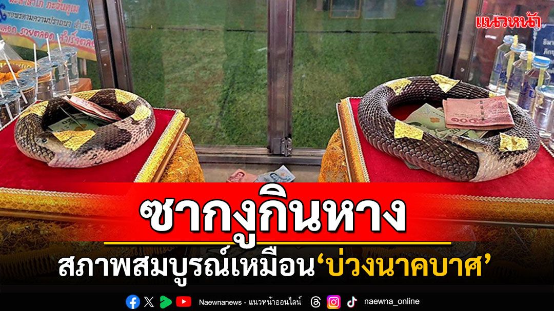 แห่ขอโชคแน่นวัด! พบซากงูเห่า2ตัวผัวเมีย สภาพสมบูรณ์เหมือนบ่วงนาคบาศ