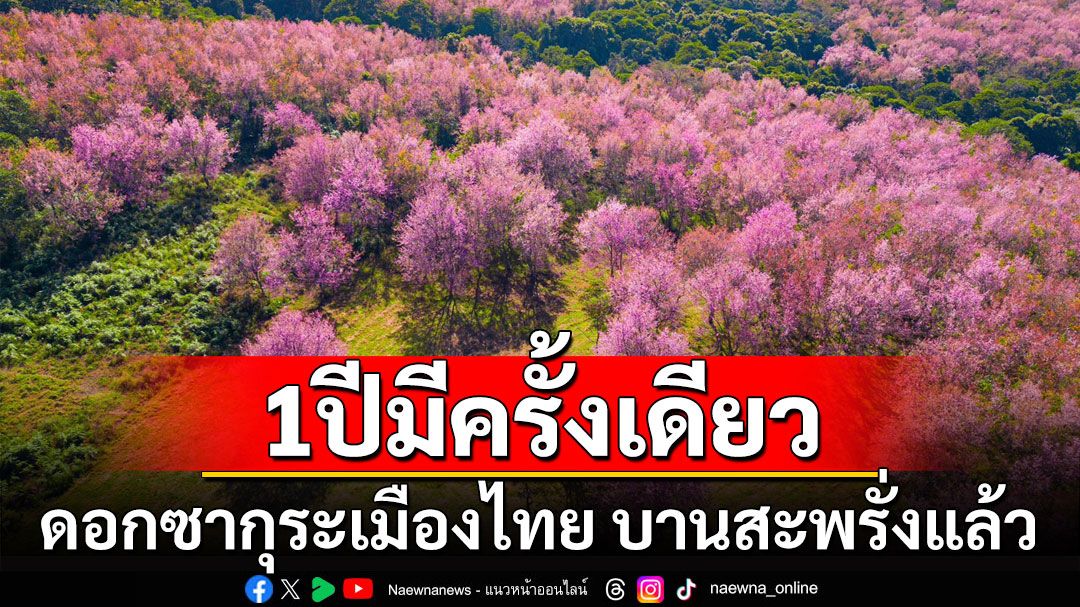 1ปีมีครั้งเดียว! ดอกซากุระเมืองไทย 'ภูลมโล' บานสะพรั่งแล้ว