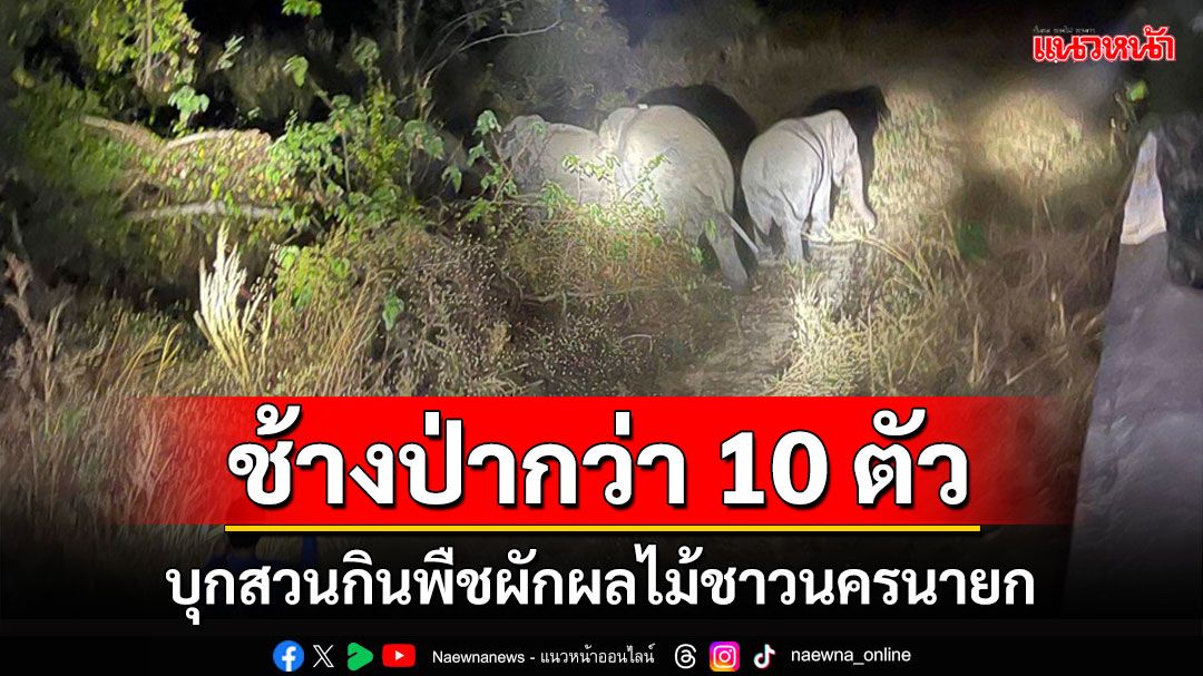 ช้างป่ากว่า 10 ตัวบุกกินพืชผักผลไม้ชาวบ้าน เจ้าหน้าที่เร่งผลักดันกลับขึ้นเขา