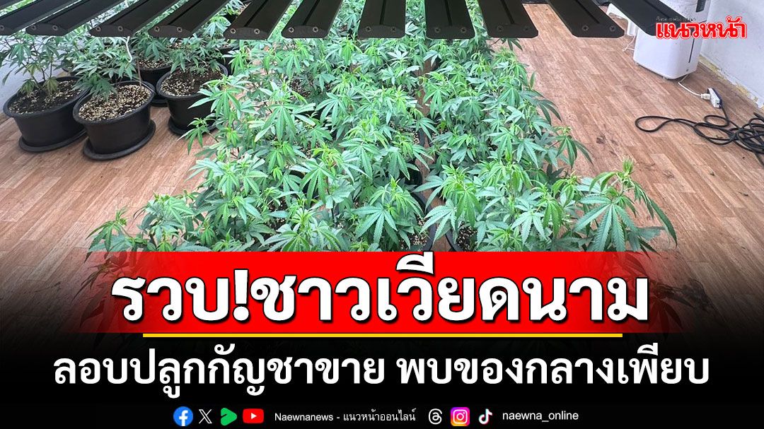 ‘ผบก.ตม.1’นำทีม รวบ!ชาวเวียดนาม ลอบปลูกกัญชาขาย พบของกลางเพียบ