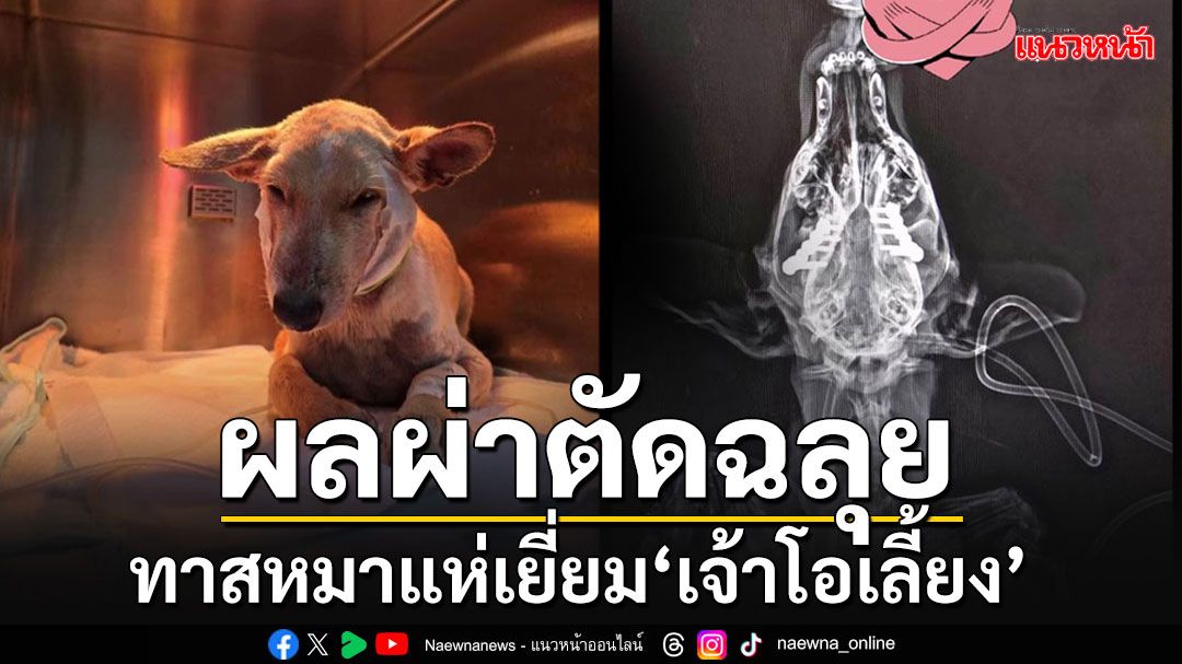 'ทาสหมา'สุดเอ็นดู แห่เยี่ยม'เจ้าโอเลี้ยง'หลังผ่าตัด หมอให้พักฟื้นรอดูอาการอีกระยะ