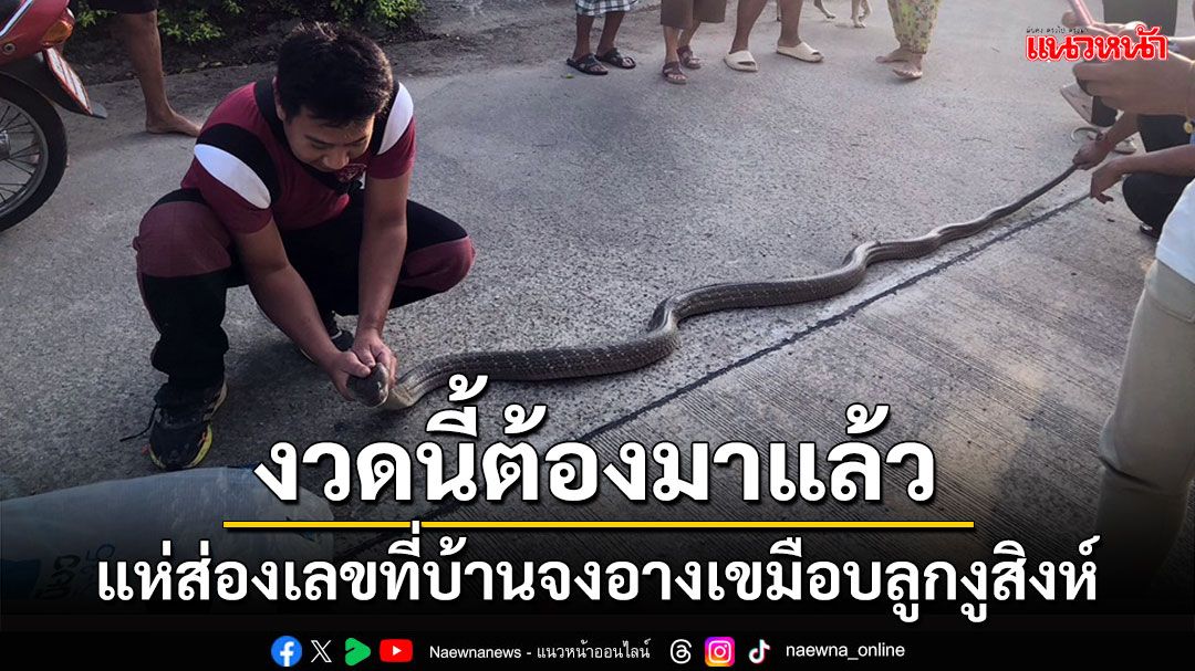 ข่าว Like สาระ - คอหวยแห่ส่องเลขที่บ้าน จงอาง ยาวเกือบ 4 เมตรเขมือบลูก งูสิงห์