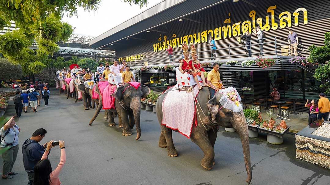 สวนนงนุชพัทยาจัดโปรใหญ่เดือนแห่งความรัก‘เกิดเดือนกุมภาพันธ์เข้าฟรีทั้งเดือน’