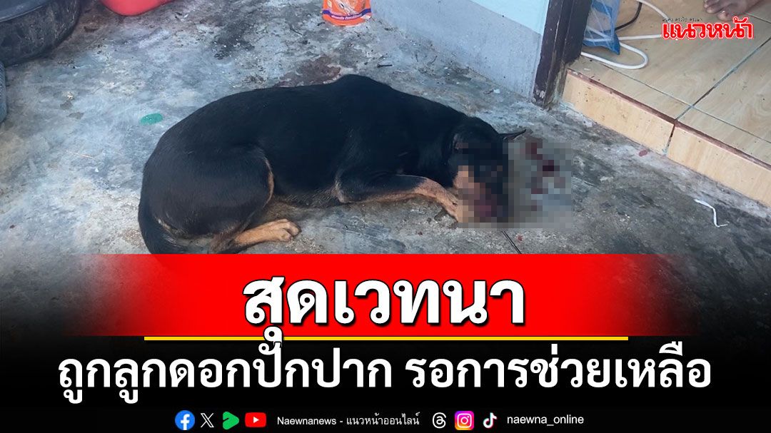 'สุดสงสาร' ลูกดอกยาว 30 ซม. ปักคาปากสุนัข