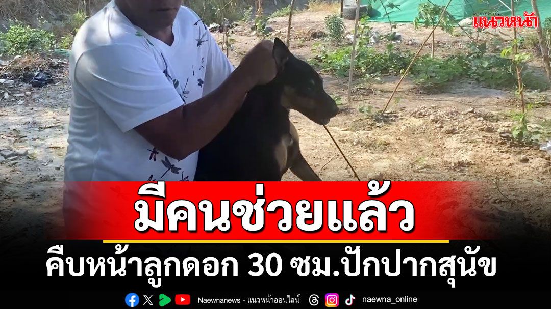 มีคนช่วยแล้ว! คืบหน้าลูกดอก 30 ซม.ปักปากสุนัข