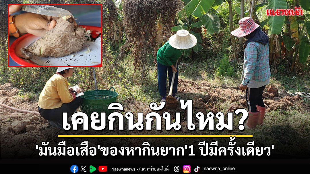 'มันมือเสือ'อาหารโบราณของหากินยาก'1 ปีมีครั้งเดียว'ที่ตำบลทุ่งหลวง ราชบุรี