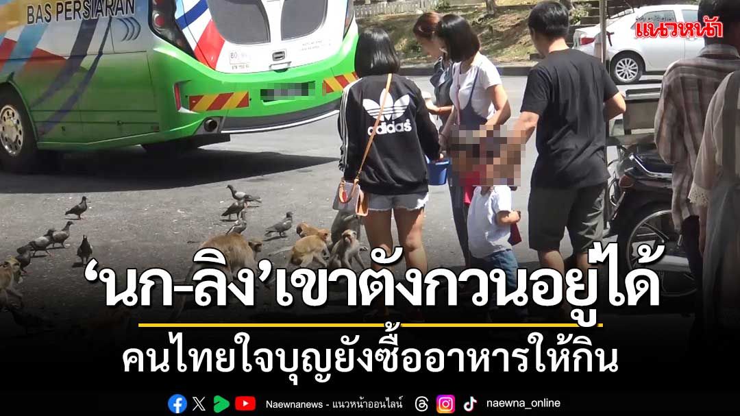 ‘นก-ลิงเขาตังกวนอยู่ได้’ คนไทยใจบุญยังซื้ออาหารให้กิน เนื่องจาก นทท.มาเลฯเที่ยวน้อย