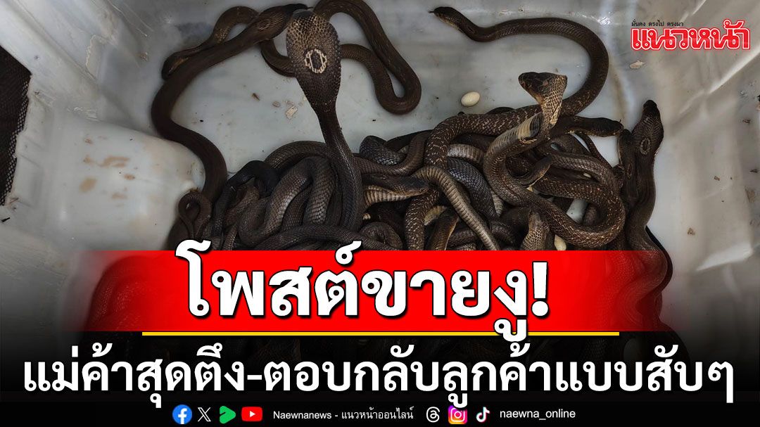 แม่ค้าสุดตึง! โพสต์ขายงูเห่าตัวเป็นๆ เจอลูกค้าถามแห่ถาม  สกิลตอบกลับแบบสับๆ