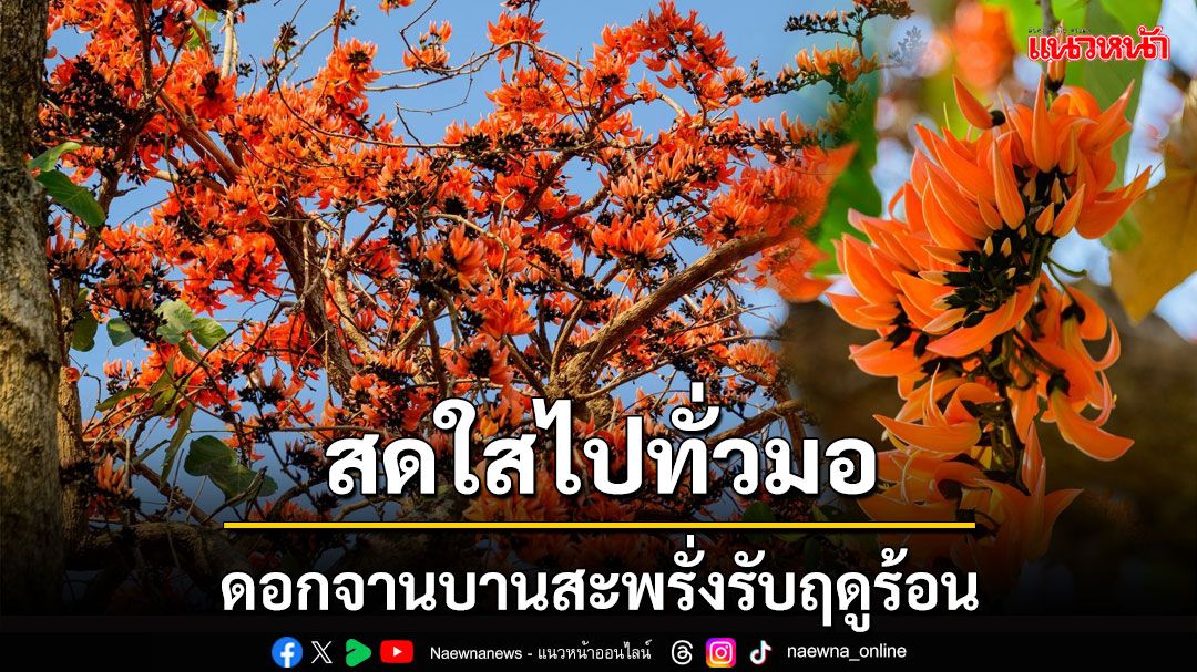 ชวนเช็คอินที่ มมส ชมดอกจานสีส้มสดใส บานสะพรั่งทั่วมหาวิทยาลัย