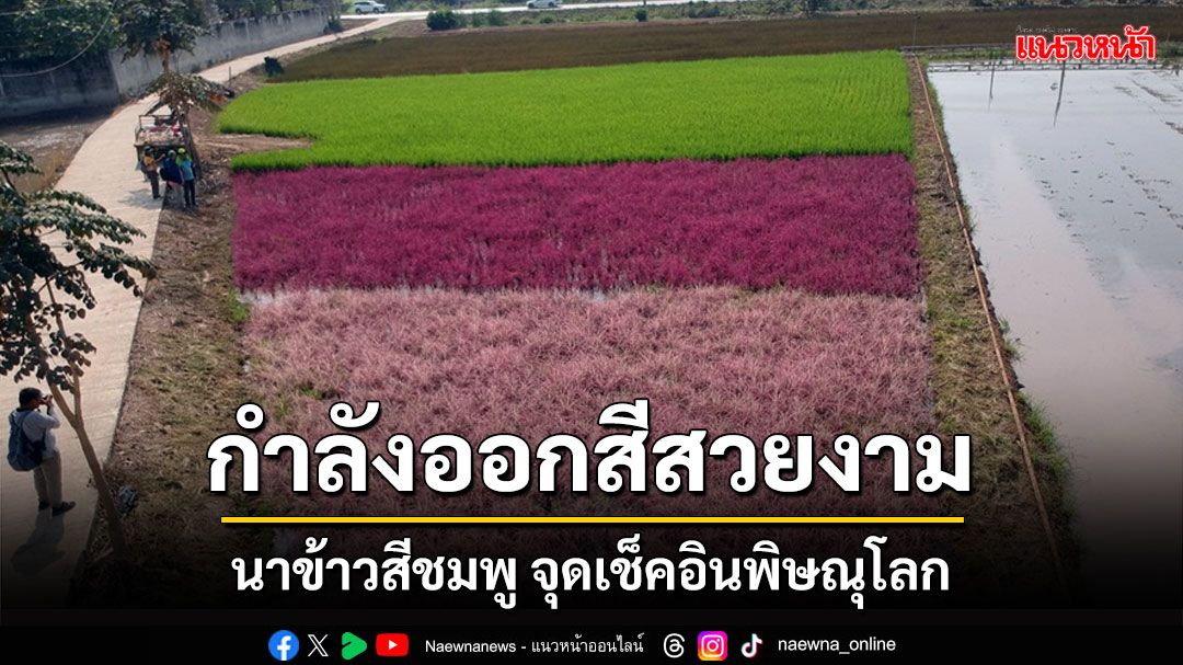 กำลังออกสีสดสวยงาม! นาข้าวสีชมพู จุดเช็คอินอีกแห่งของเมืองพิษณุโลก