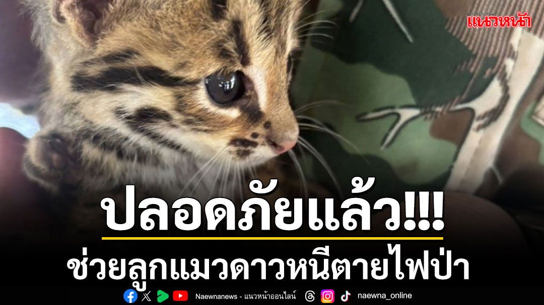 ช่วย'ลูกแมวดาว'หนีตายจากไฟป่า นอนหมดแรงริมถนน ส่งรักษาก่อนปล่อยคืนสู่ธรรมชาติ