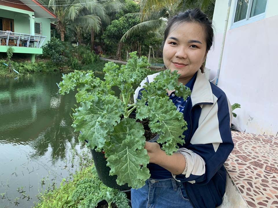 สกู๊ปพิเศษ : สาววิศวกรโยธาคนเก่ง ปลูกผักเคล ขายใบ ขายต้น รายได้ดี  จากแค่ปลูกผักปลอดสารให้คุณแม่ทาน สู่รายได้ครึ่งหมื่นต่อเดือน