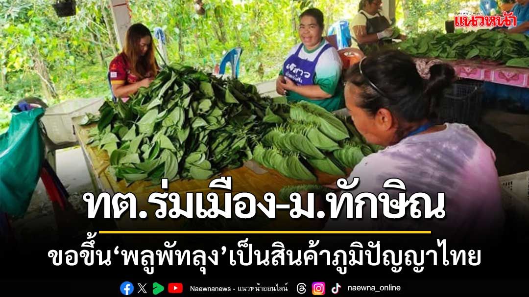 ‘ทต.ร่มเมือง-ม.ทักษิณ’ขอจดทะเบียน‘พลูพัทลุง’เป็นสินค้าภูมิปัญญาไทย