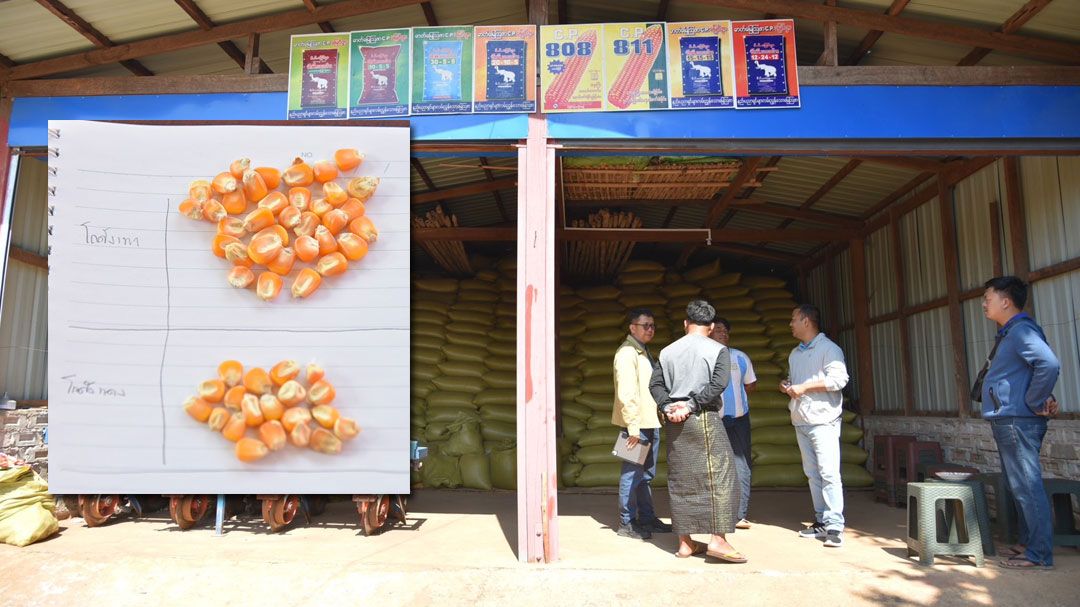 CPPเมียนมาขับเคลื่อนต่อเนื่อง ลงพื้นที่ตรวจสอบย้อนกลับ (Traceability) ข้าวโพดเลี้ยงสัตว์ตลอดห่วงโซ่อุปทาน