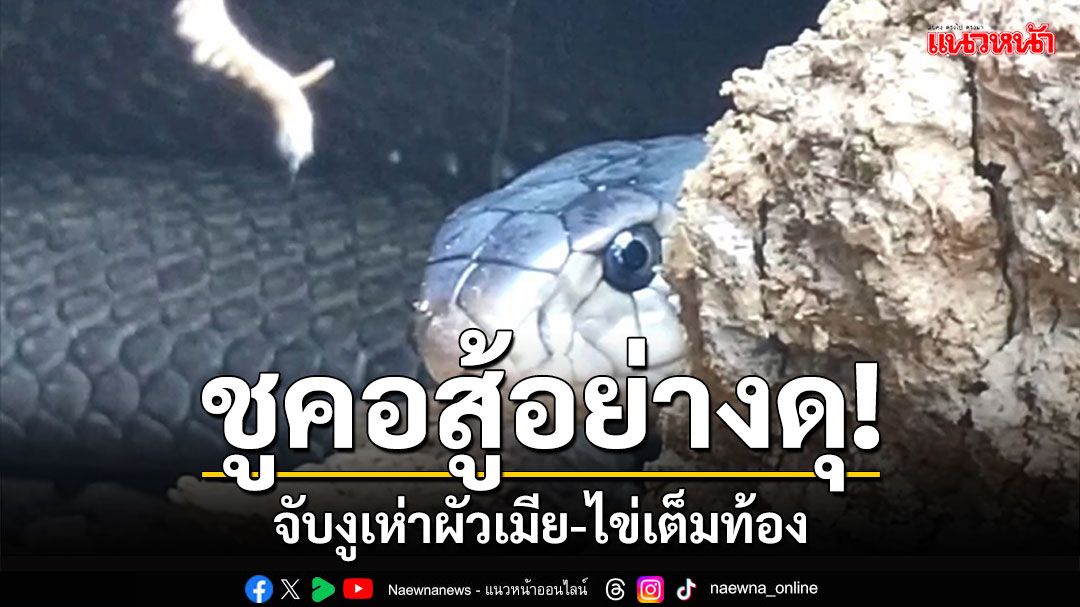 ทีมอสรพิษบุกสวนทุเรียน จับงูเห่าผัวเมีย-ไข่เต็มท้อง ชูคอสู้อย่างดุร้าย