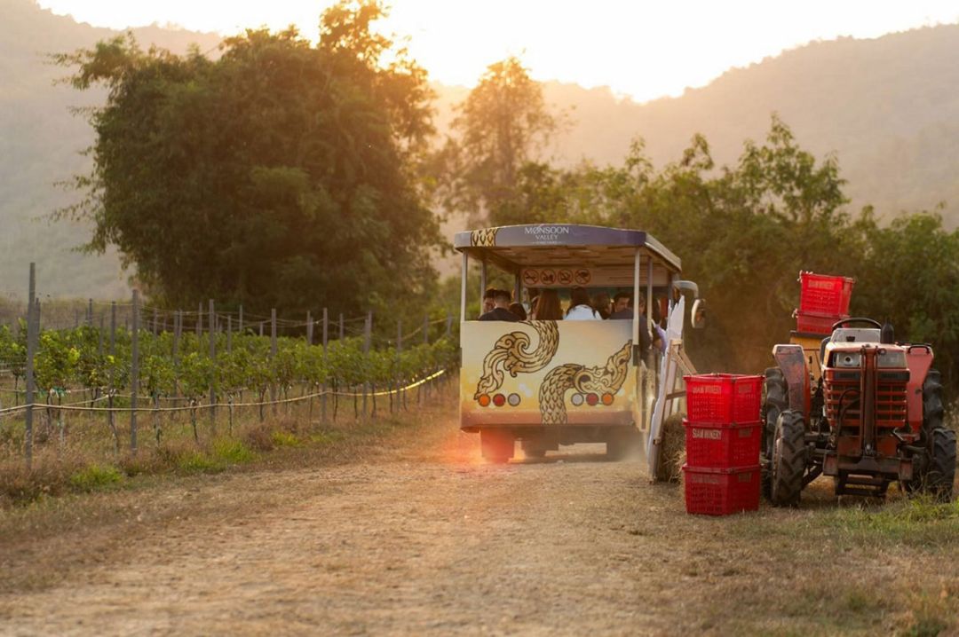 กลับมาอีกครั้ง!! เทศกาลเก็บเกี่ยวองุ่นประจำปี  ‘Monsoon Valley Harvest Festival 2025’