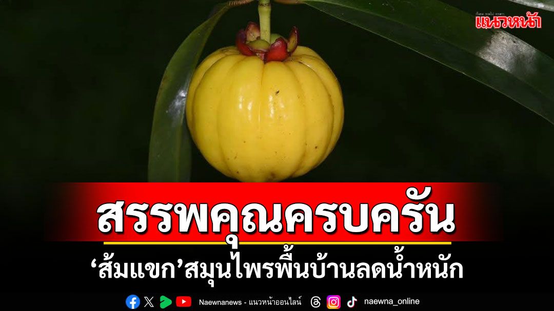 สรรพคุณครบครัน! ‘ส้มแขก’สมุนไพรพื้นบ้านลดน้ำหนัก