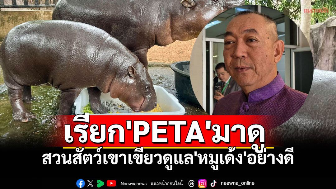 เรียกร้อง'PETA'มาดูข้อเท็จจริง 'เฉลิมชัย'ยันสวนสัตว์เขาเขียว ดูแล'หมูเด้ง'อย่างดี