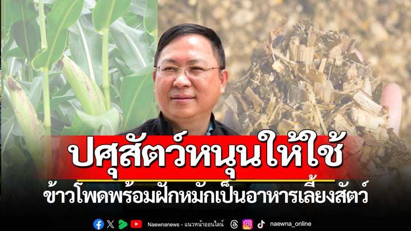 กรมปศุสัตว์หนุนใช้ข้าวโพดพร้อมฝักหมักเป็นอาหารสัตว์