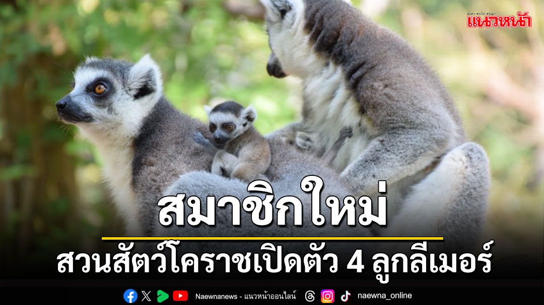 สวนสัตว์เมืองย่าโมเปิดตัวสมาชิกใหม่ ‘ลูกลีเมอร์หางแหวน’