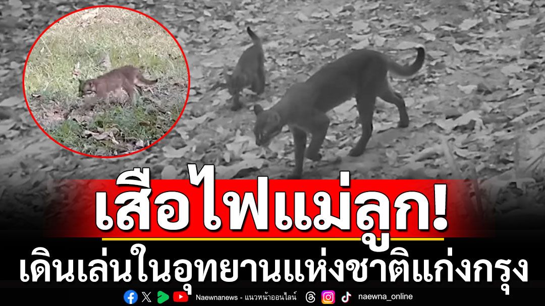 เปิดคลิป!  เสือไฟแม่ลูกเดินเล่น ในอุทยานแห่งชาติแก่งกรุง